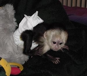 sweeet lovely baby spider monkeys for adoption for more information and pics call or text  (719) 938-8154