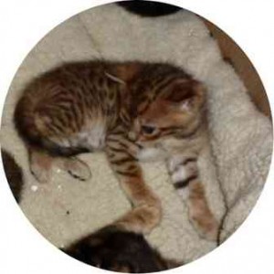 Bengal Kittens For Adoption