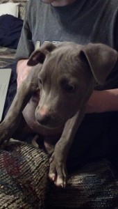 Blue Female Pibull puppy for sale - 11 weeks old