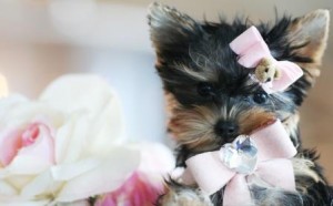 T-CUP YORKIES FOR SALE