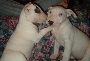 Lovely bull terrier puppies for adoption