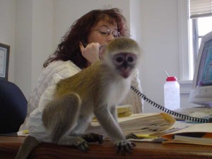 registered Capuchin Squirrel monkeys available to good homes