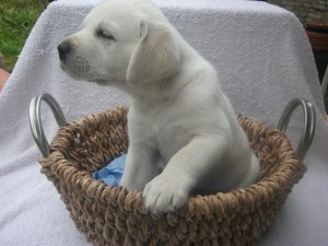 AKC male Labrador Puppy For Adoption