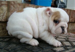 Amazing English Bulldog  Princess  puppies  Male and Female  puppies ready to go