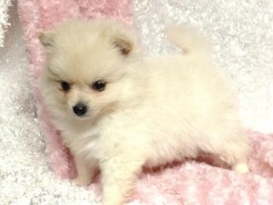 Cute Cream Male And Female Pomeranian Puppies For Adoption