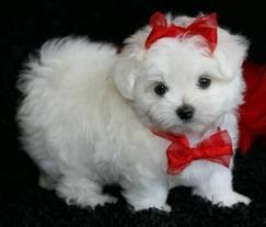 Cutest maltese puppies for free adoption.....text us now through 339 526 2699