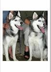 lovely siberian huskies for re-homing