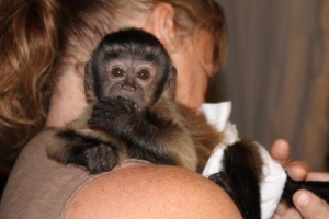 beautiful capuchin  baby monkey