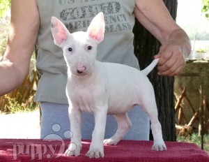 LOVELY HOME TRAIN  Male And Female BULL TERRIER  Puppies For FREE ADOPTION .