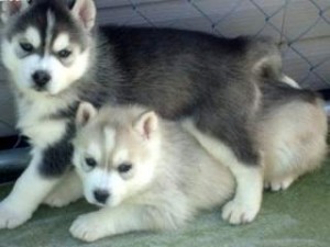 Cute Male and Female Siberian Husky Puppies For Adoption