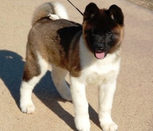 Lovely And Cute Akita Puppies