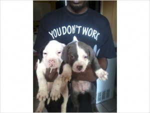 American Pit Bull Terriers Puppies