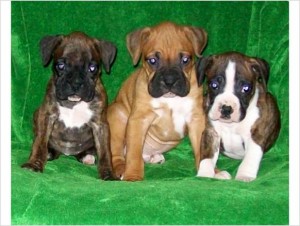 Beautiful Boxer Puppies for Sale!