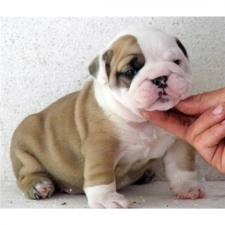 Healthy Male and Female English bull dog Puppies Available