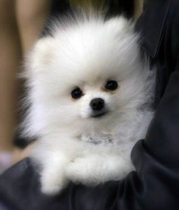 Two gorgeous Tea Cup pomeranian Puppies for Adoption