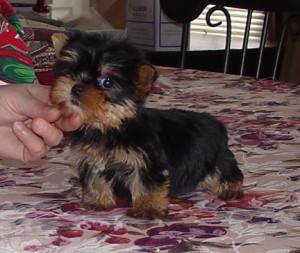 Extra Cute Yorkie Puppiess For Adoptiontext me at (209-821-6340)