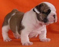 Amazing English Bulldog Princess puppies Male and Female puppies ready to go,Text us at (916) 409-7285