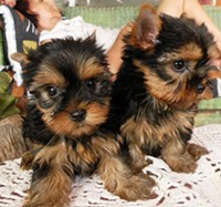 FREE NEW YEAR GIFT Healthy Tea-Cup Yorkie puppies for FREE