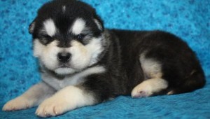 Awesome Alaskan Malamute Puppies For Sale