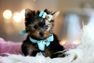 Top Quality Yorkshire Terrier Puppies For Sale !