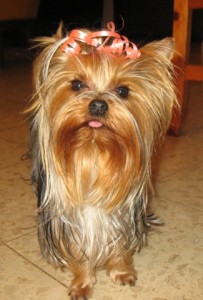 A Beautiful little Yorkie you will like to have