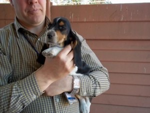 Female basset hound puppy for free adoption