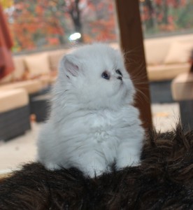 Persian Kittens for re-homing