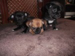 Cute Chihuahua Pups For Sale