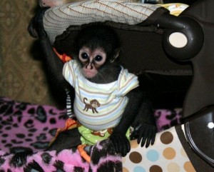 Adorable baby capuchin spider and marmoset monkeys ready for good homes