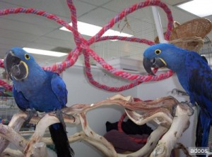 Hyacinth Macaw for adoption