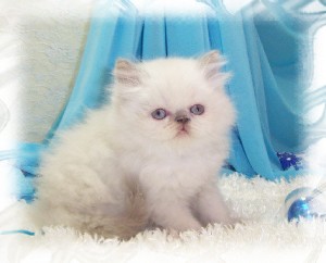 Cute and adorable White Persian kittens ready for adoption