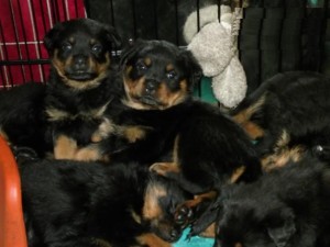 9 Beautiful Rottweiler puppies.