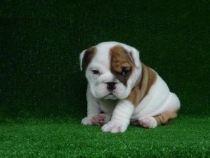 Gorgeous English Bulldog puppies $480.00