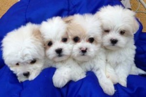 Little Maltese Pups