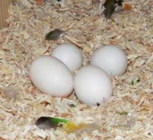 Hand Fed Parrots and Fertile Parrot Eggs Ready
