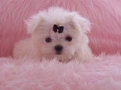 Remarkable Maltese Puppies