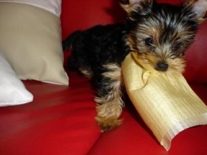 Affectionate Teacup Yorkie puppies