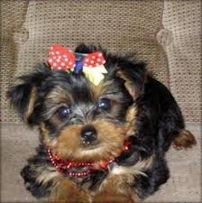 Amazing Teacup Yorkie Puppies Available
