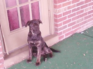 6 month old brindle lab mix for sale