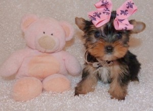 Teacup Yorkie puppies looking a new family
