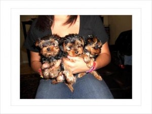 **** Baby Face Teacup Yorkie Puppies For Pet Lovers****