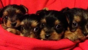 Tiny Yorkie puppies