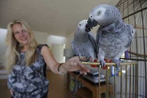 African Grey parrots (Pair) 12 Weeks Old Good Talker!