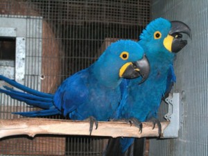 Adorable baby HYACINTH MACAW parrots for Sale