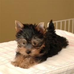 Well socialized Yorkie puppies