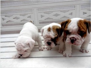 Cute English Bulldog Puppies For Sale.