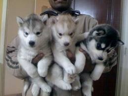 Male and Female Siberian Husky for sale