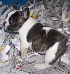 Male and Female Bulldog puppies for adoption.