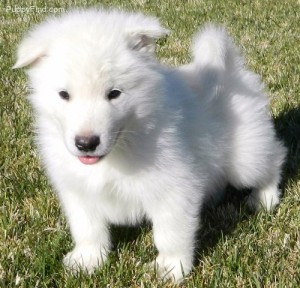 ****Top Quality Akc Alaskan malamute Puppies For Adoption ****