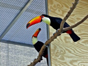Breeding Pair of Toco Toucans for Sale